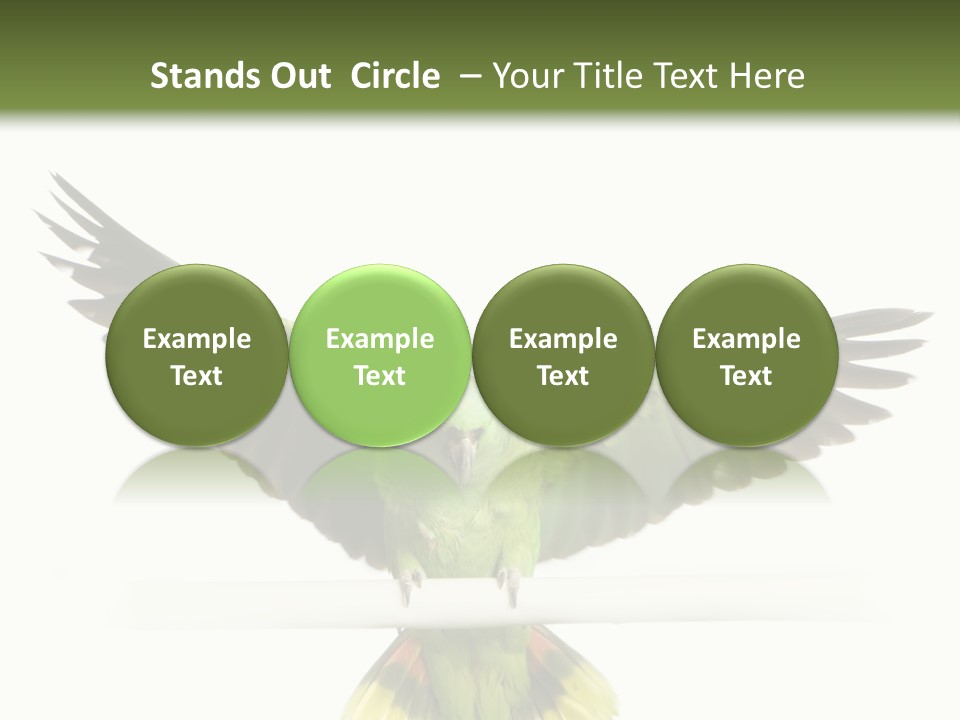 Yellow-Naped Parrot In Front Of A White Background PowerPoint Template