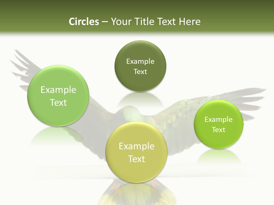 Yellow-Naped Parrot In Front Of A White Background PowerPoint Template