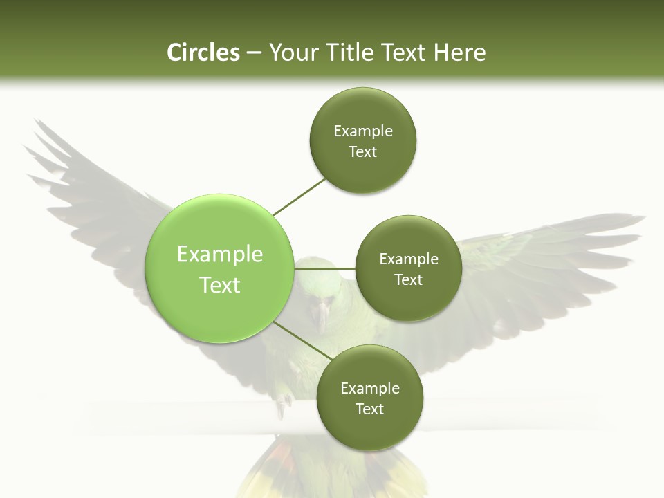 Yellow-Naped Parrot In Front Of A White Background PowerPoint Template