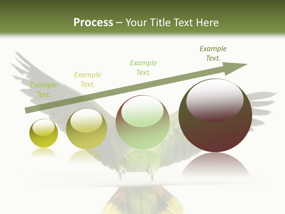 Yellow-Naped Parrot In Front Of A White Background PowerPoint Template