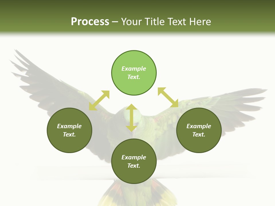 Yellow-Naped Parrot In Front Of A White Background PowerPoint Template