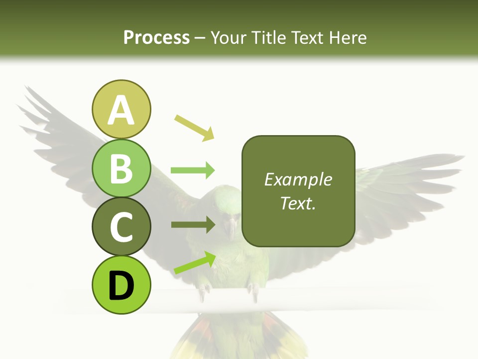 Yellow-Naped Parrot In Front Of A White Background PowerPoint Template