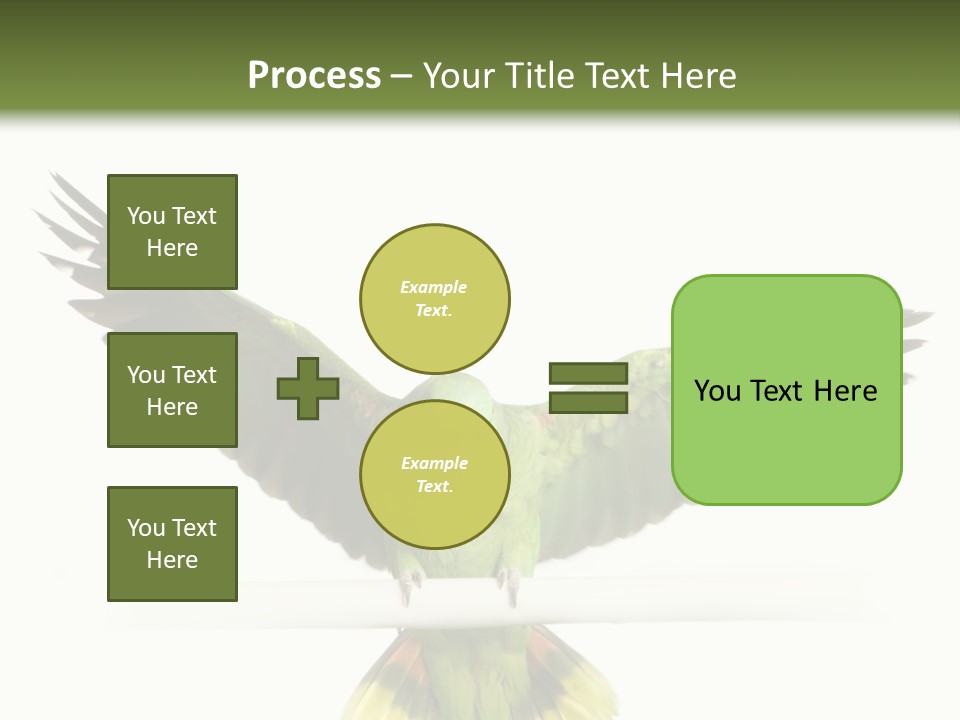Yellow-Naped Parrot In Front Of A White Background PowerPoint Template
