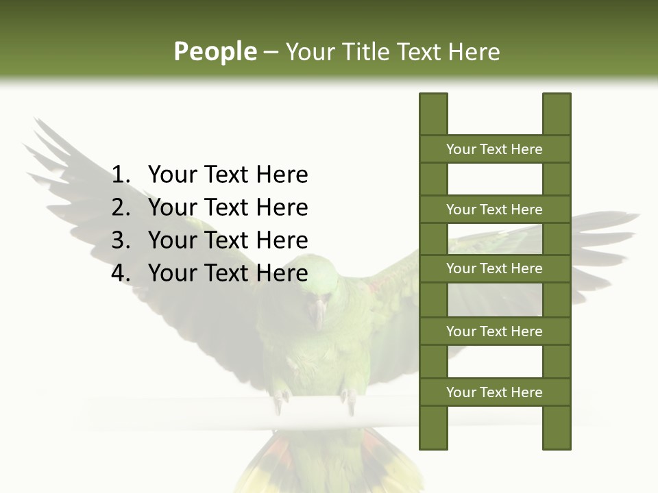 Yellow-Naped Parrot In Front Of A White Background PowerPoint Template