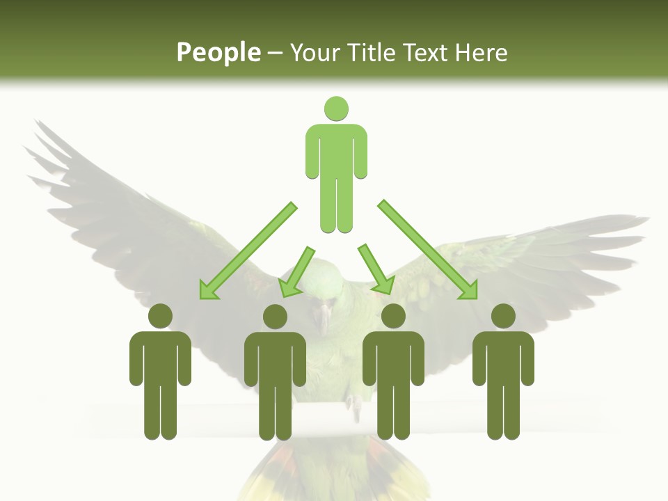 Yellow-Naped Parrot In Front Of A White Background PowerPoint Template