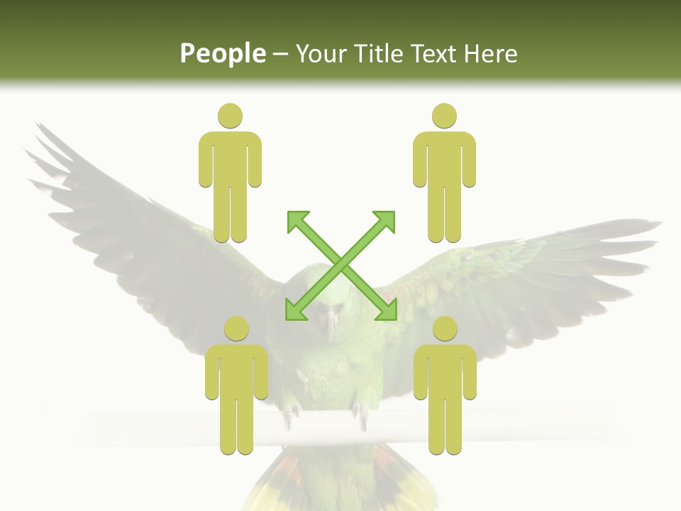 Yellow-Naped Parrot In Front Of A White Background PowerPoint Template