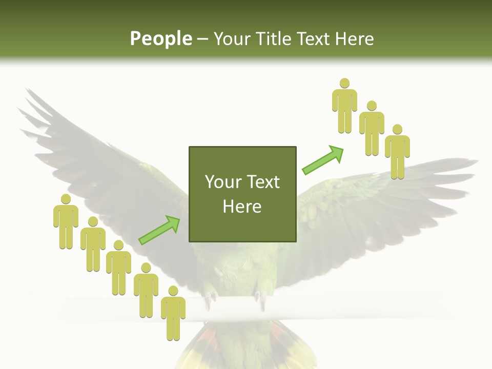 Yellow-Naped Parrot In Front Of A White Background PowerPoint Template