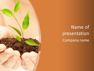 Hands Of The Child With A Young Plant. PowerPoint Template