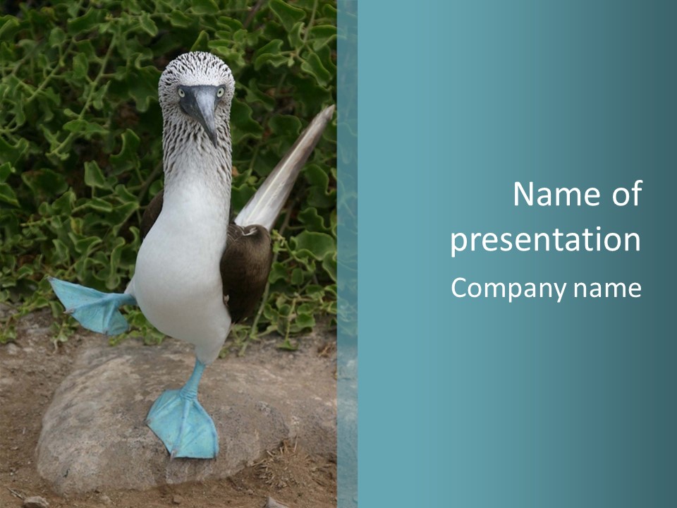 Blue-Footed Boobie PowerPoint Template