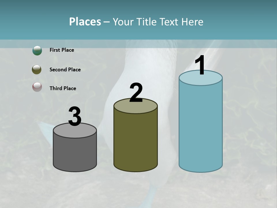 Blue-Footed Boobie PowerPoint Template