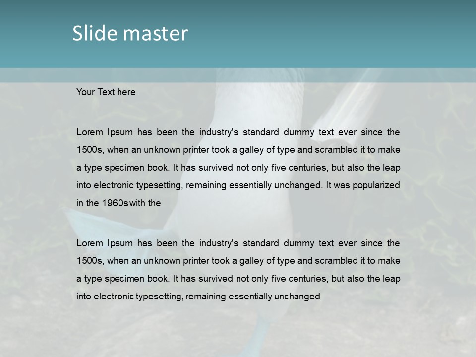 Blue-Footed Boobie PowerPoint Template