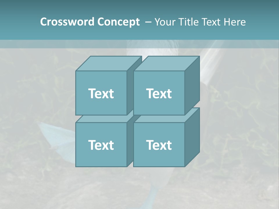 Blue-Footed Boobie PowerPoint Template
