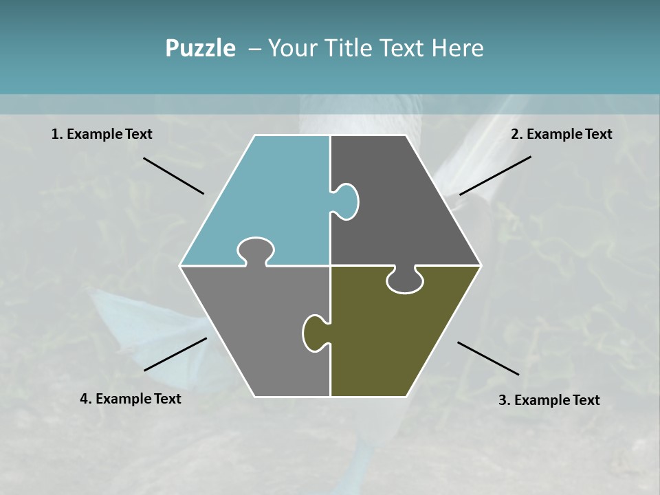 Blue-Footed Boobie PowerPoint Template