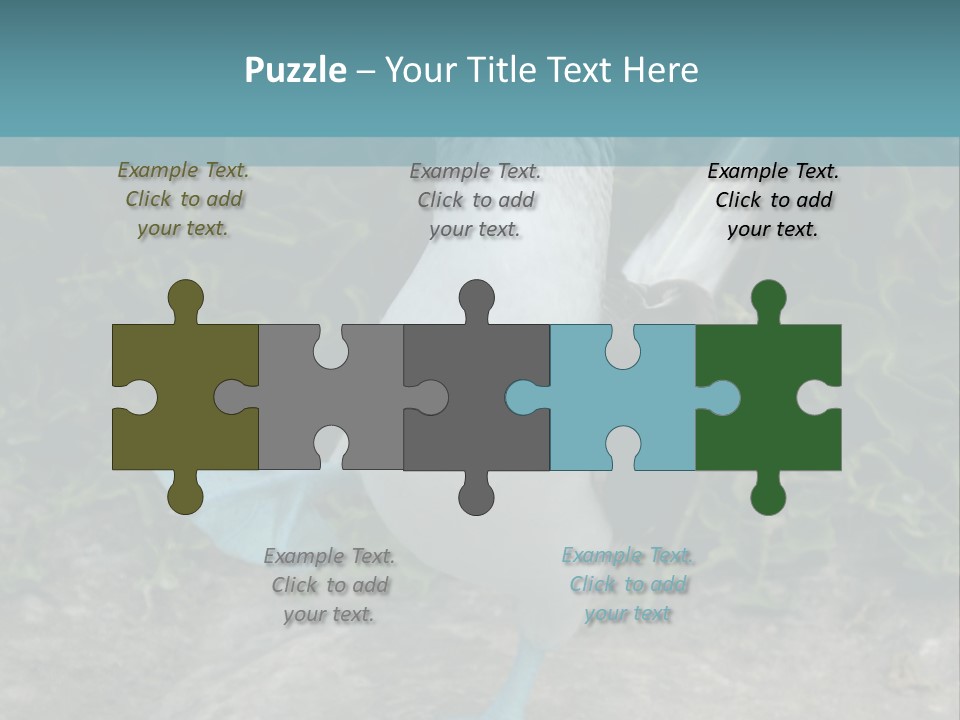 Blue-Footed Boobie PowerPoint Template