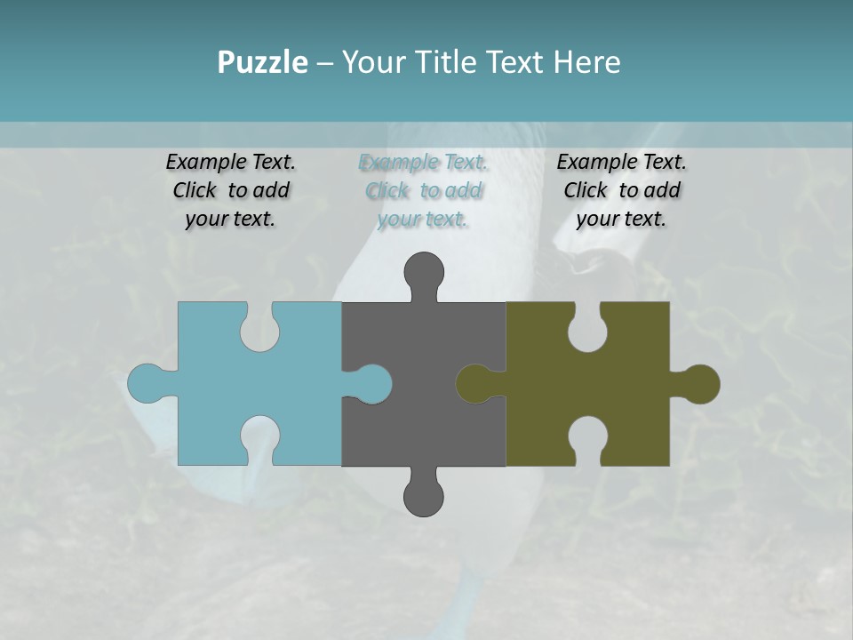 Blue-Footed Boobie PowerPoint Template