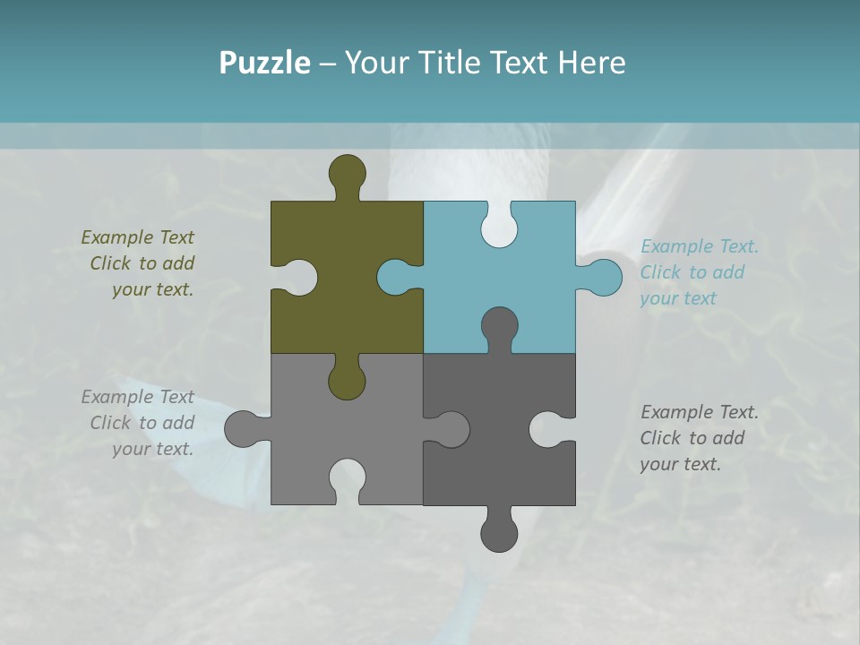 Blue-Footed Boobie PowerPoint Template