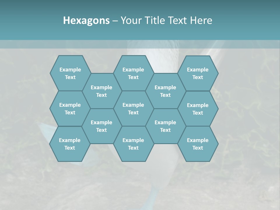 Blue-Footed Boobie PowerPoint Template