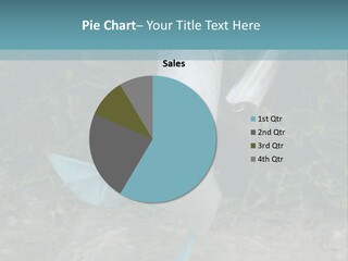 Blue-Footed Boobie PowerPoint Template