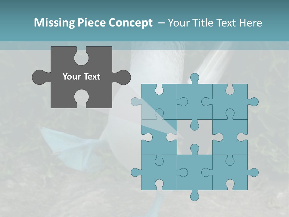 Blue-Footed Boobie PowerPoint Template