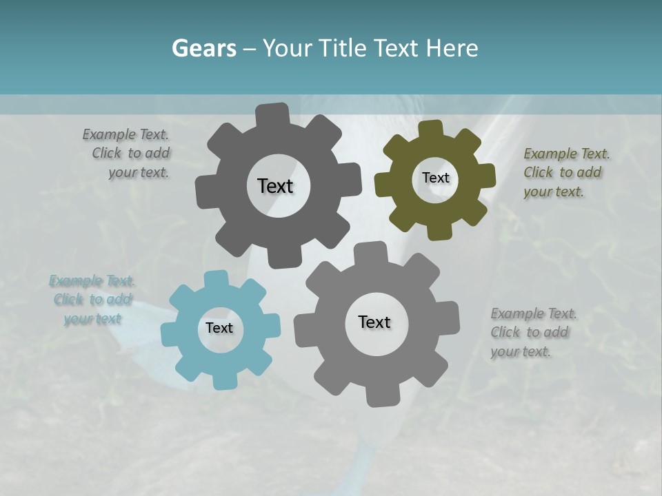 Blue-Footed Boobie PowerPoint Template