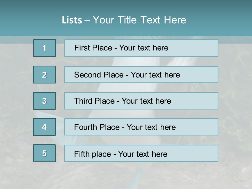 Blue-Footed Boobie PowerPoint Template