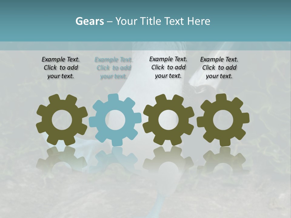 Blue-Footed Boobie PowerPoint Template