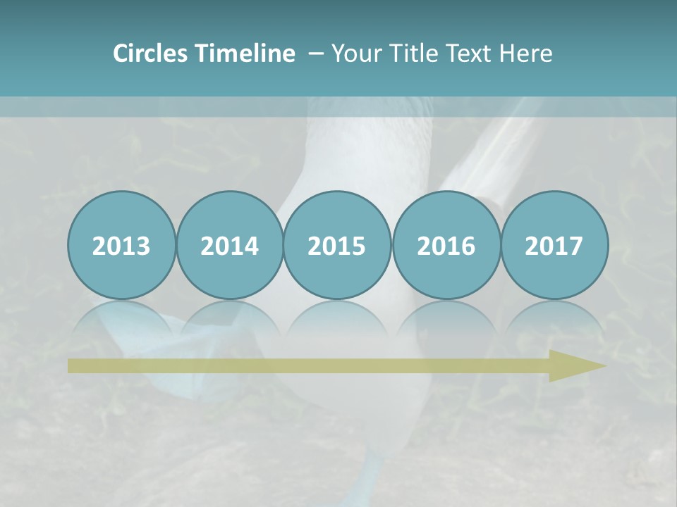 Blue-Footed Boobie PowerPoint Template