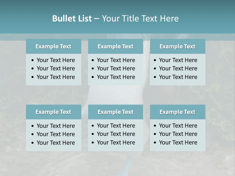Blue-Footed Boobie PowerPoint Template