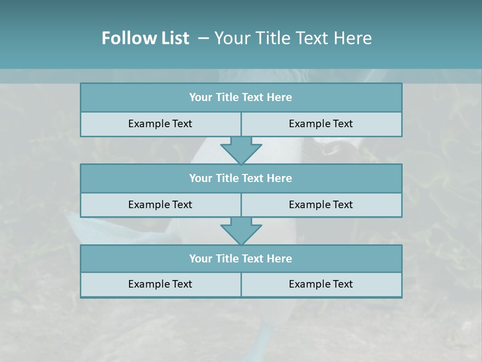 Blue-Footed Boobie PowerPoint Template