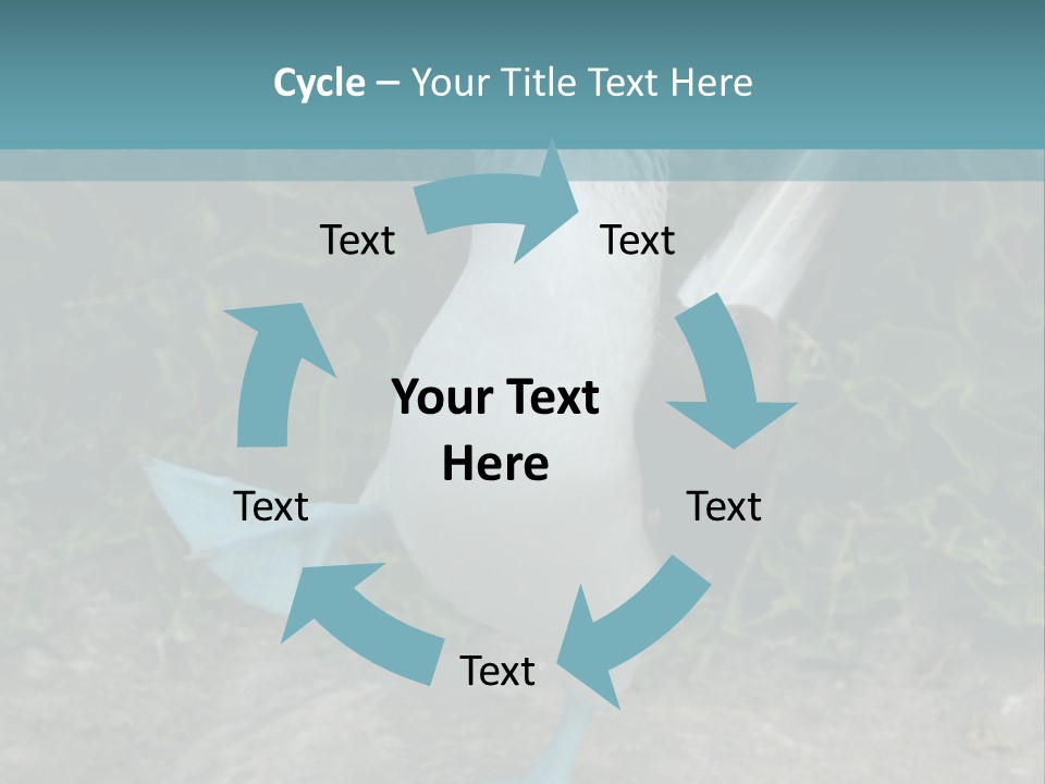 Blue-Footed Boobie PowerPoint Template