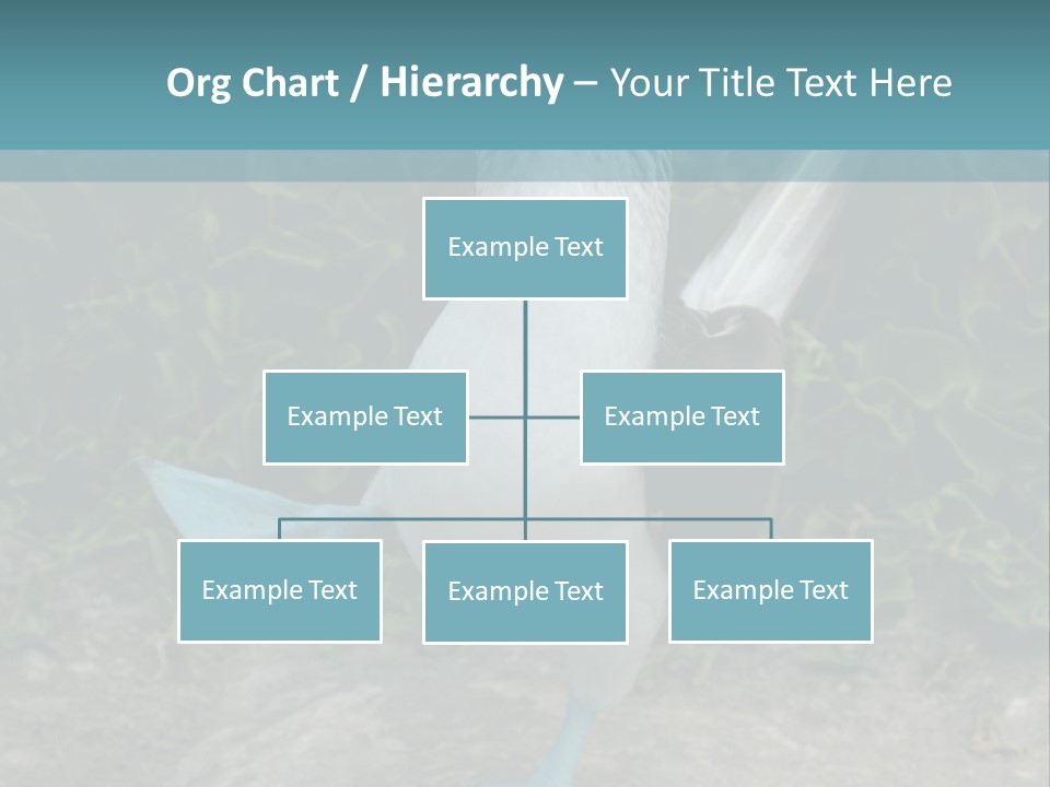 Blue-Footed Boobie PowerPoint Template