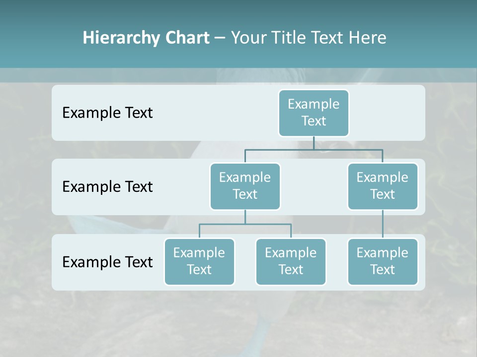 Blue-Footed Boobie PowerPoint Template
