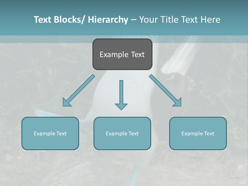 Blue-Footed Boobie PowerPoint Template
