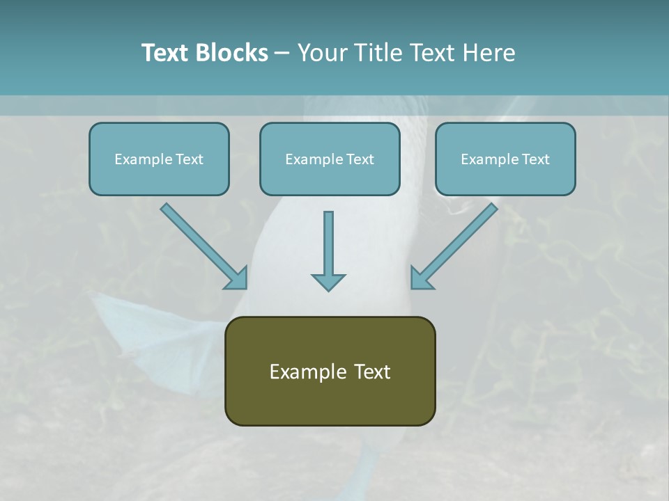 Blue-Footed Boobie PowerPoint Template