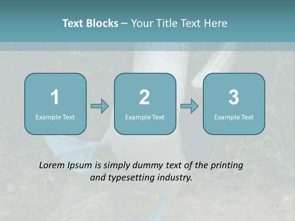 Blue-Footed Boobie PowerPoint Template