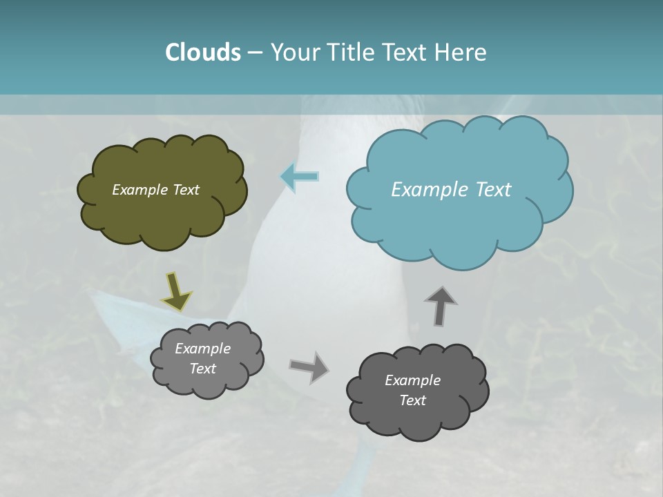 Blue-Footed Boobie PowerPoint Template