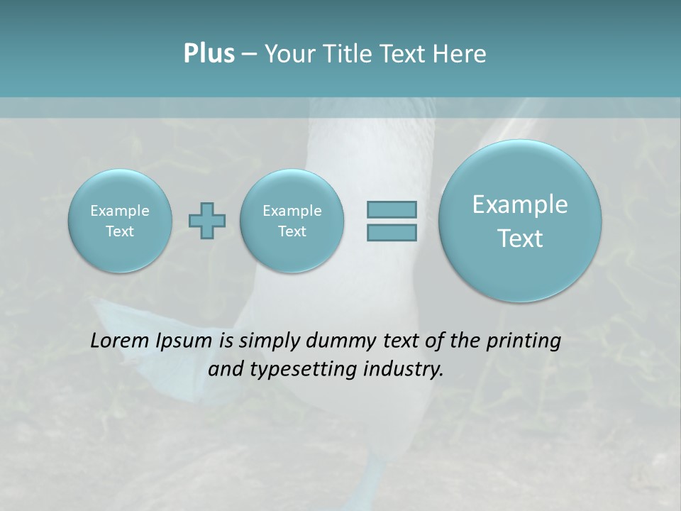 Blue-Footed Boobie PowerPoint Template