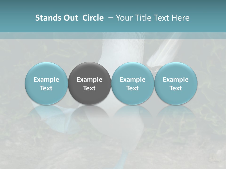 Blue-Footed Boobie PowerPoint Template