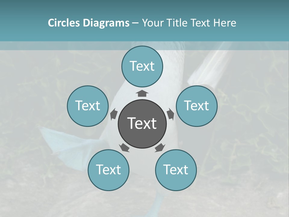 Blue-Footed Boobie PowerPoint Template