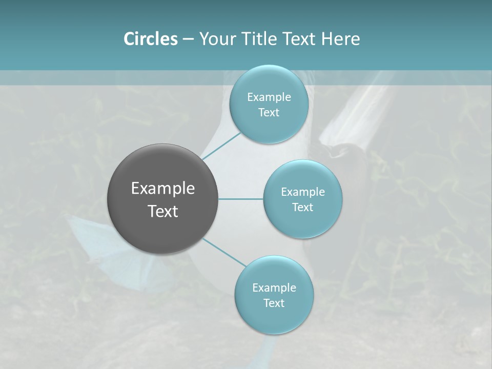 Blue-Footed Boobie PowerPoint Template