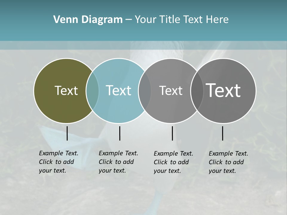Blue-Footed Boobie PowerPoint Template