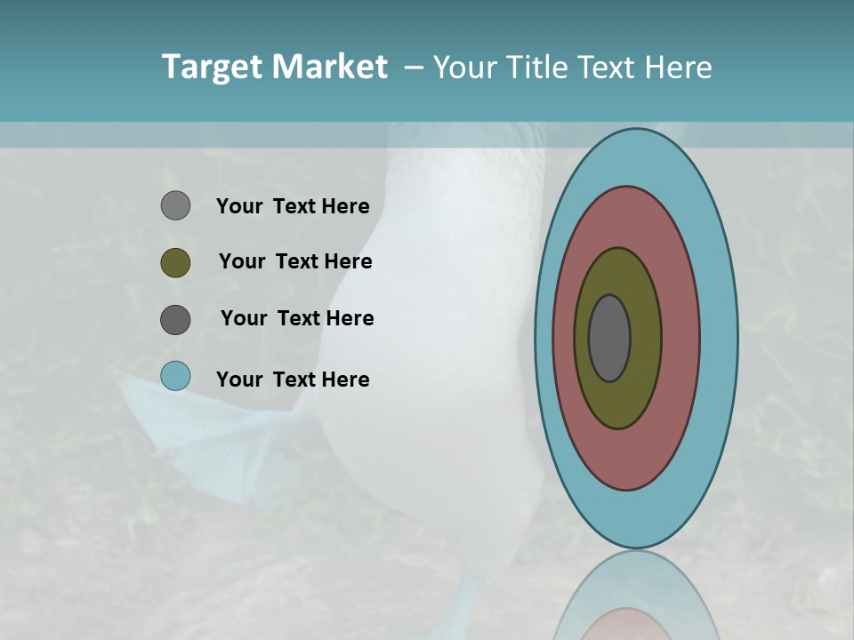 Blue-Footed Boobie PowerPoint Template