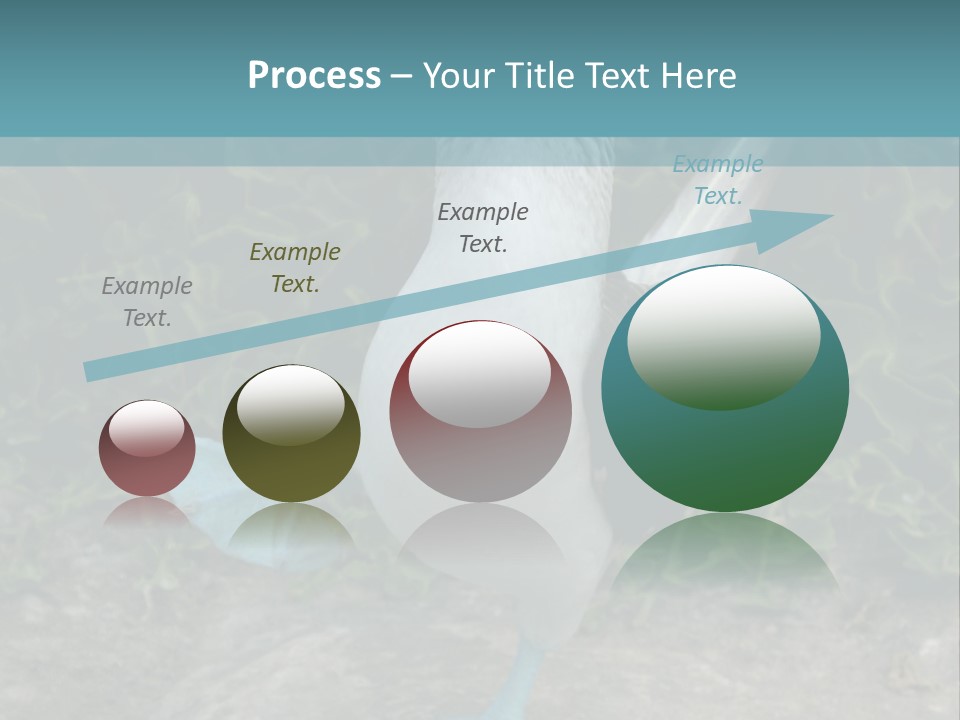 Blue-Footed Boobie PowerPoint Template