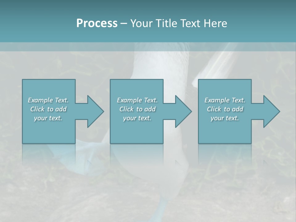 Blue-Footed Boobie PowerPoint Template