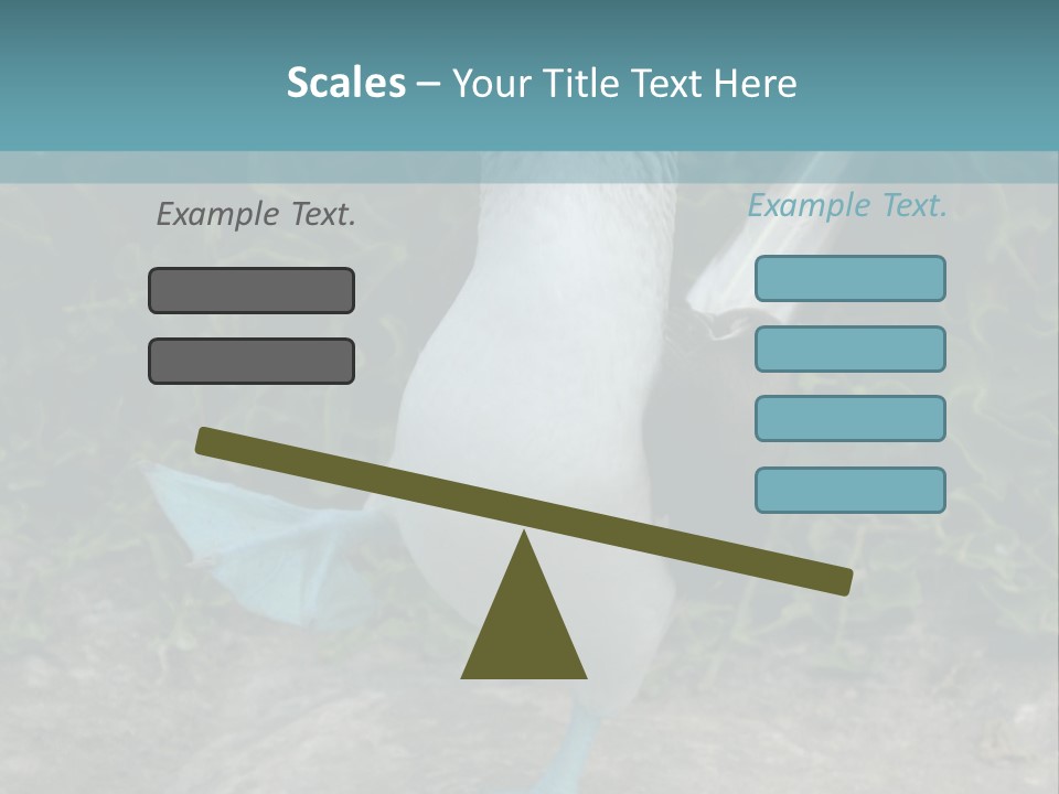 Blue-Footed Boobie PowerPoint Template