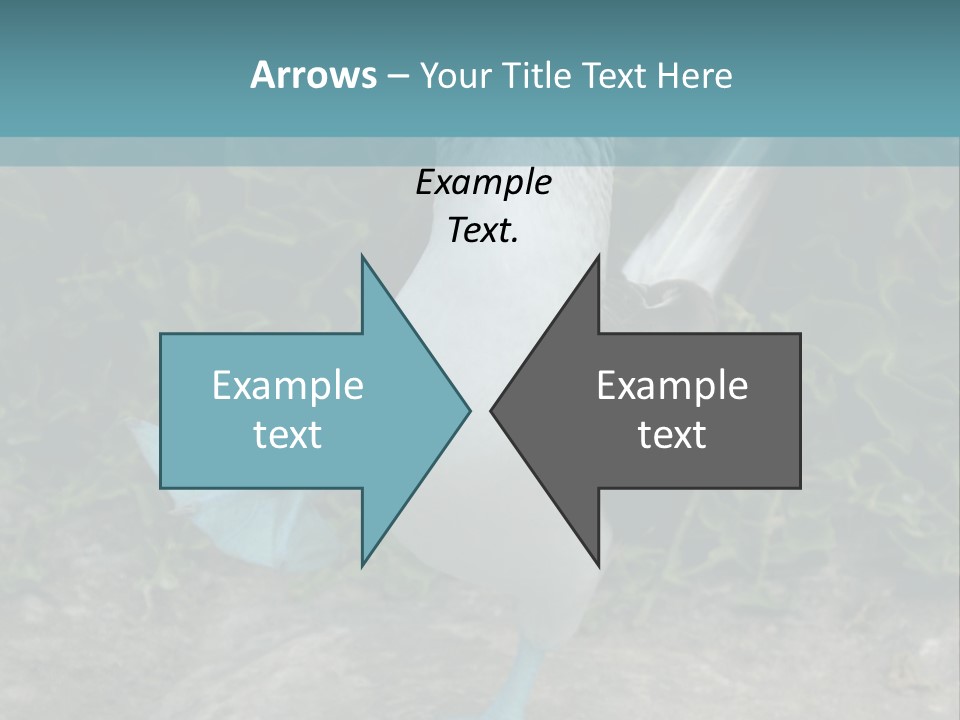 Blue-Footed Boobie PowerPoint Template