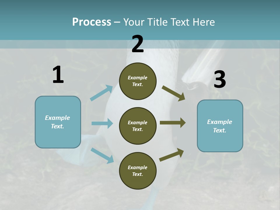 Blue-Footed Boobie PowerPoint Template