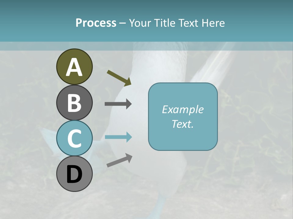Blue-Footed Boobie PowerPoint Template