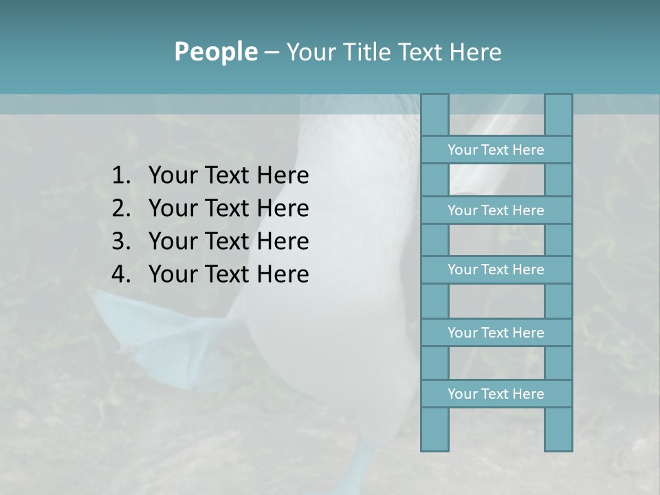 Blue-Footed Boobie PowerPoint Template