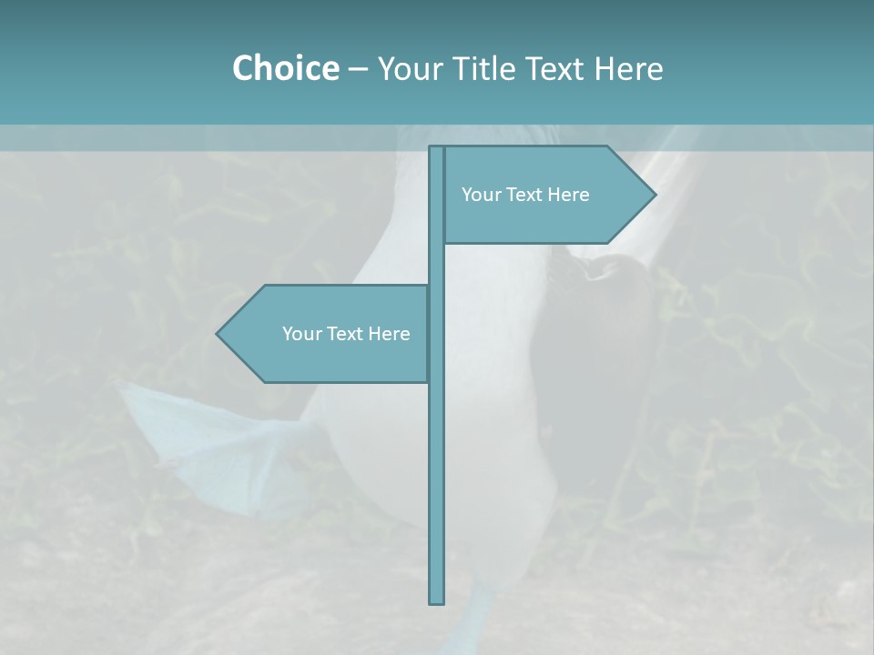 Blue-Footed Boobie PowerPoint Template